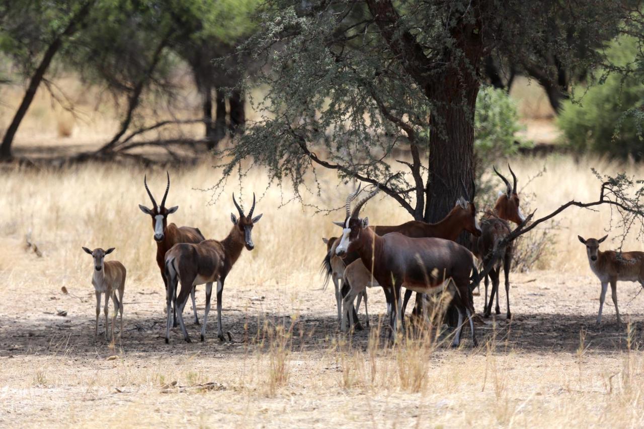 فيلا Otjisazu Guest Farm Khorusepa المظهر الخارجي الصورة